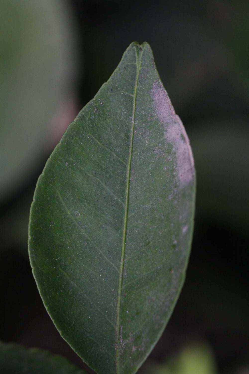              Margin (Riverside, CA)       